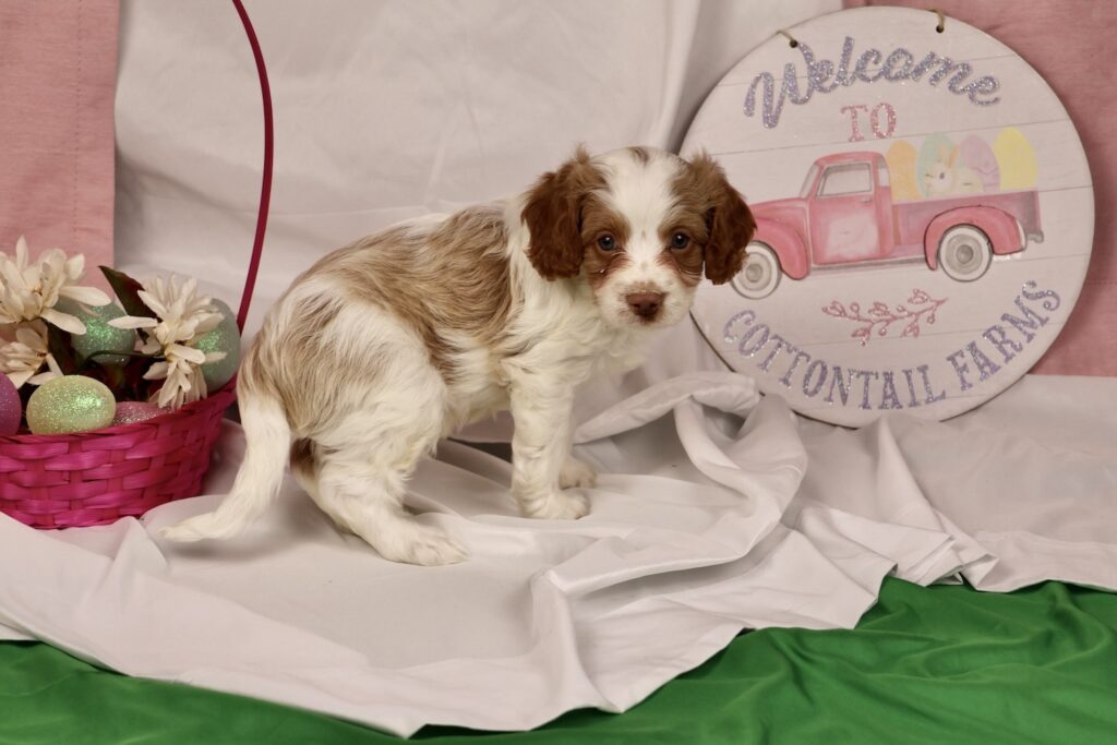 cavapoo puppies for sale near me