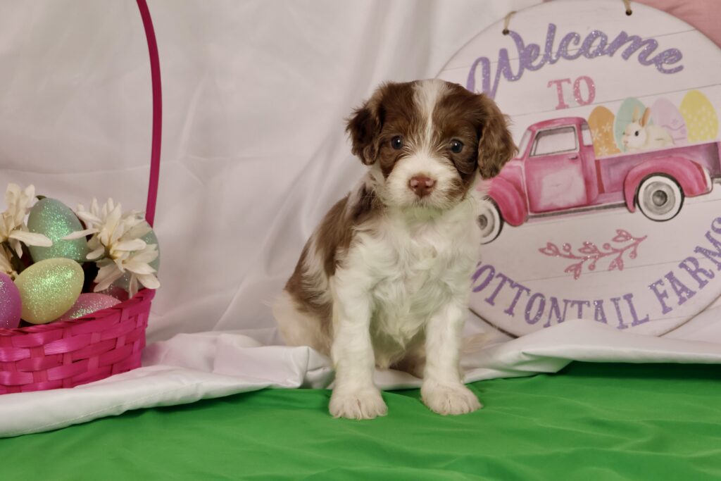 cavapoo puppies near me