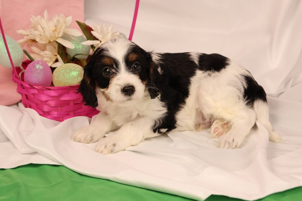cavapoo puppies pa
