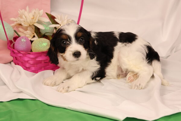 cavapoo puppies pa