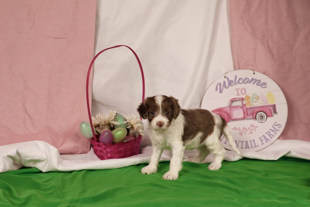 cavapoo puppy