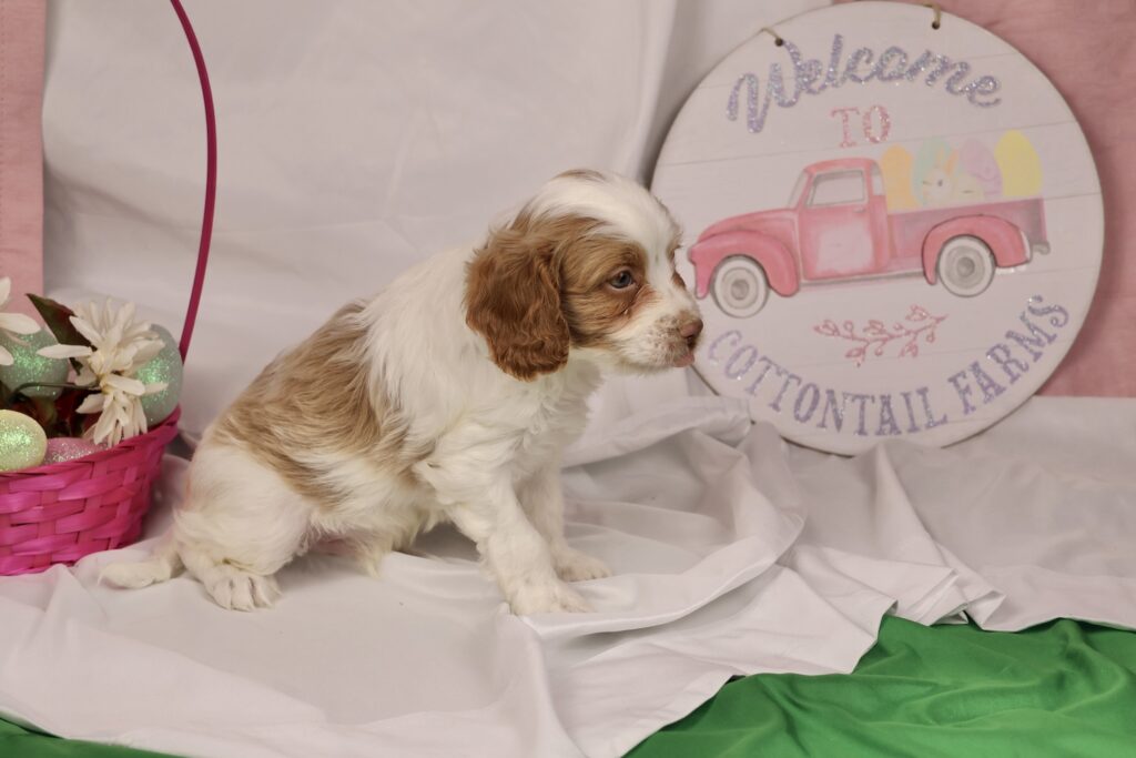 cavapoo puppy