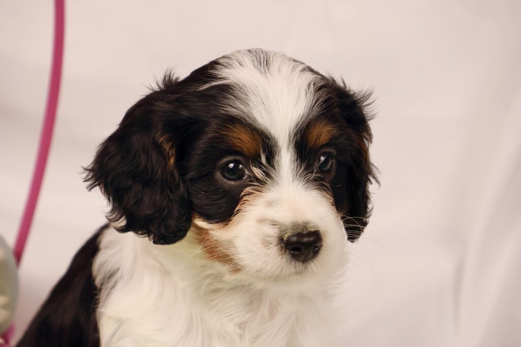 f1 cavapoo puppies for sale