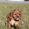 male cavalier puppies for sale near me