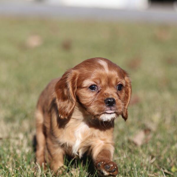 male cavalier puppies for sale near me