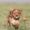 ruby cavalier puppy