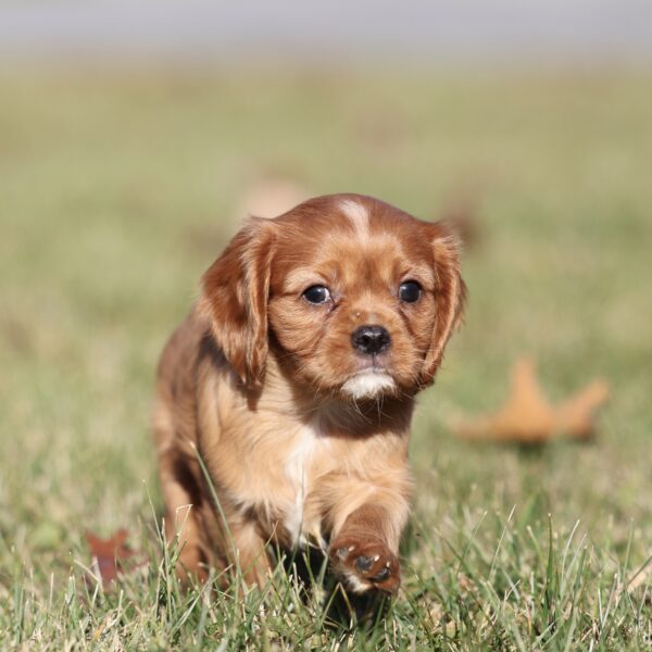 ruby cavalier puppy