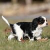 tricolor cavalier puppies pa