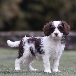 male cavapoo puppy near me