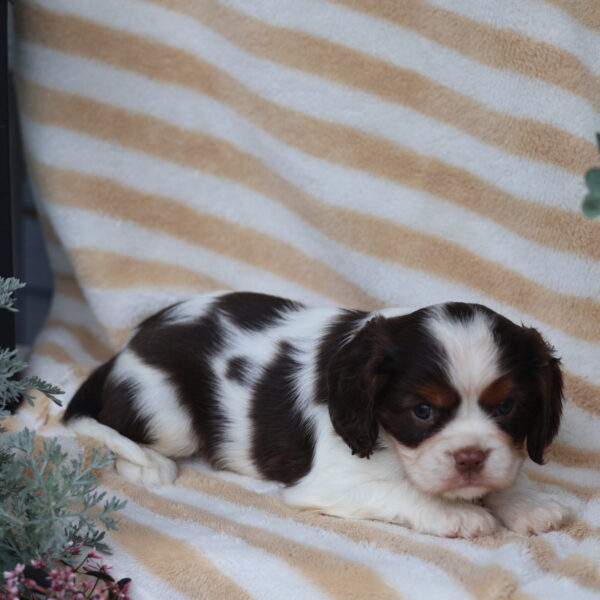akc cavalier breeders