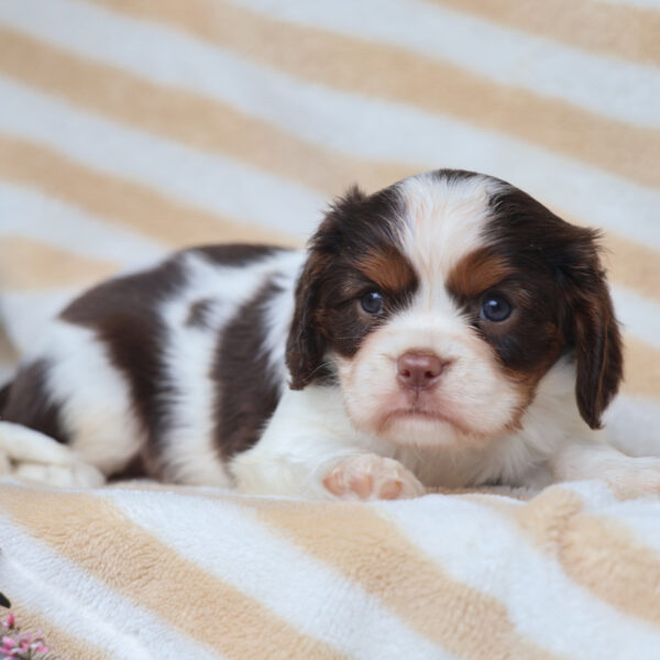 akc cavalier king charles