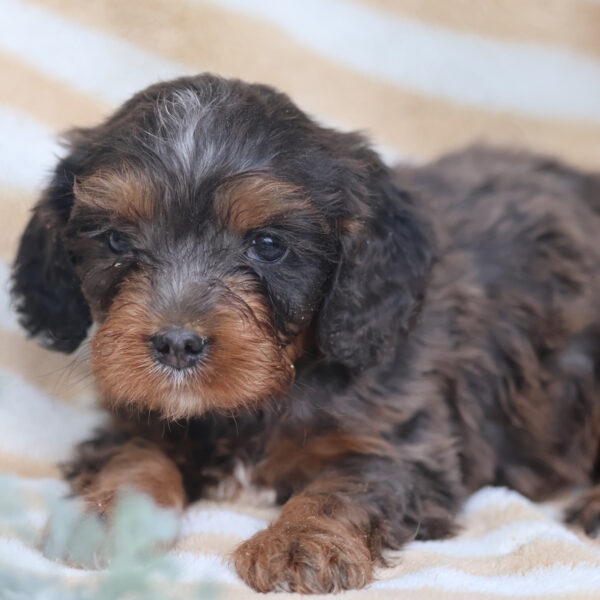 black and white cavapoo