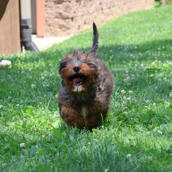 breeders of cavapoo puppies