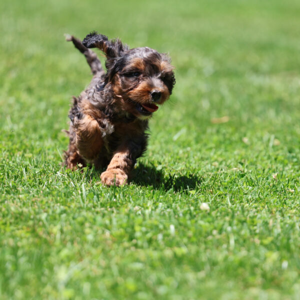 cavalier cavapoo