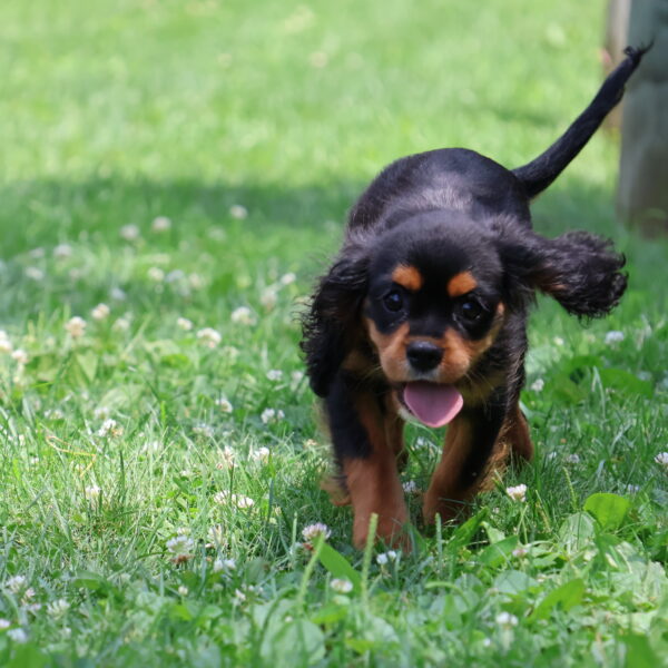 cavalier charles spaniel puppies for sale
