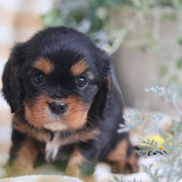 cavalier king charles cavalier puppies