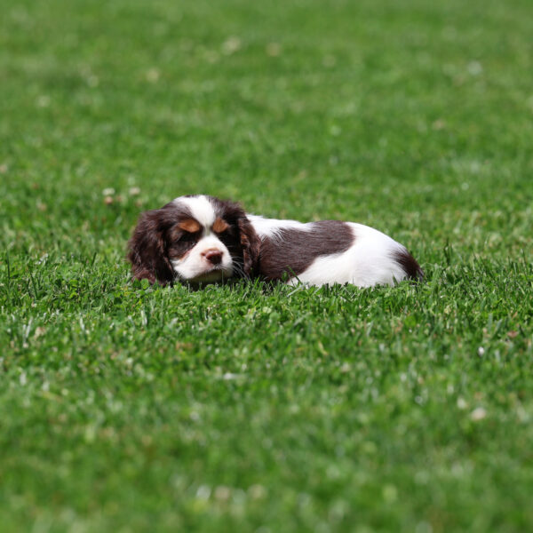 cavalier king charles cavalier puppies