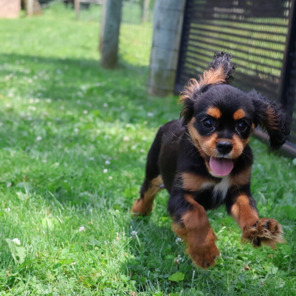 cavalier king charles cavalier puppies