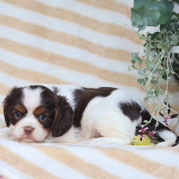 cavalier king charles cavalier puppies