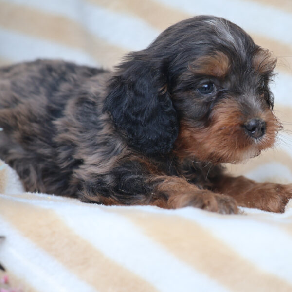 cavalier king charles poodle cavapoo