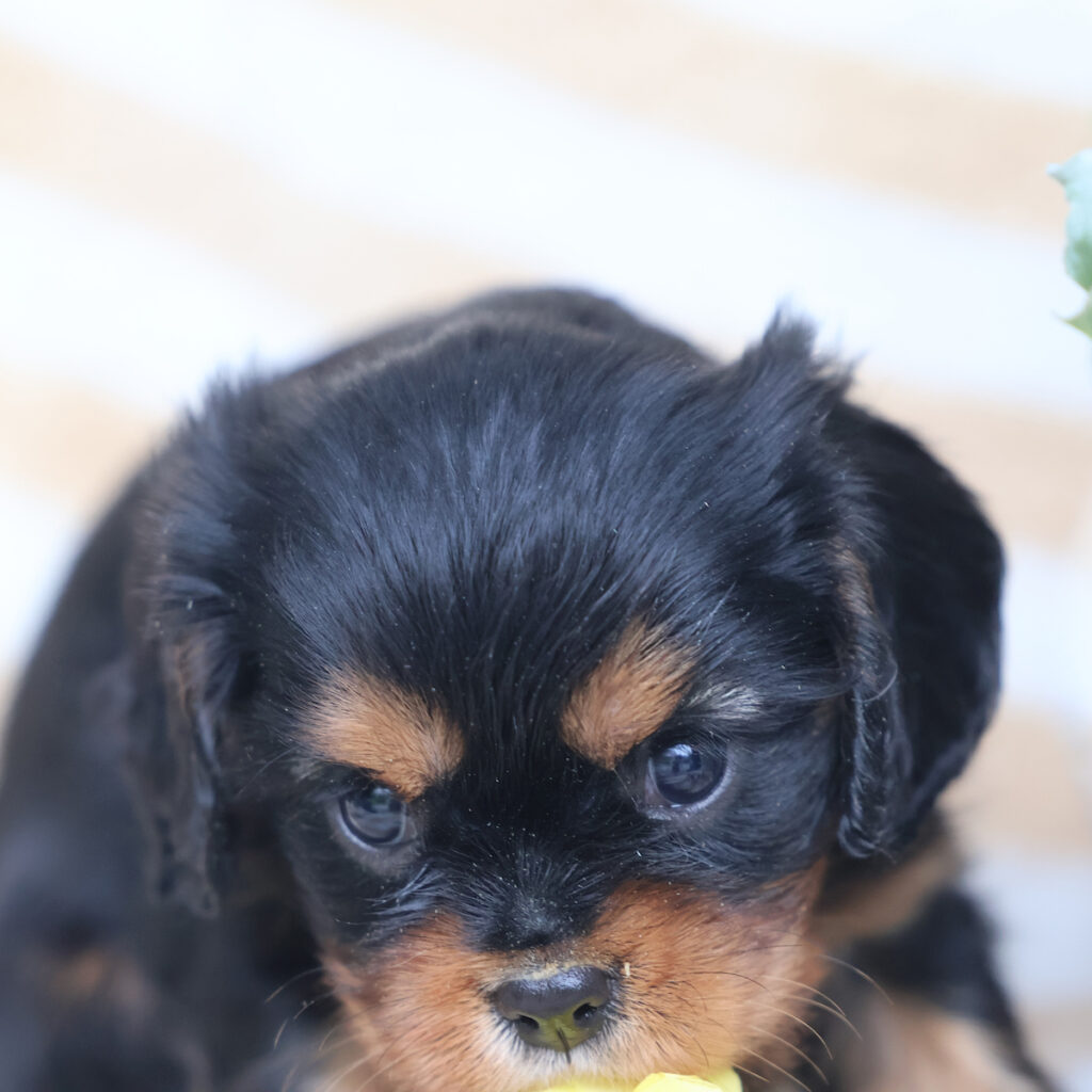 cavalier king charles puppies