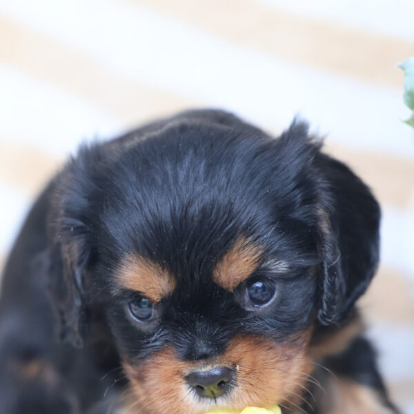 cavalier king charles puppies