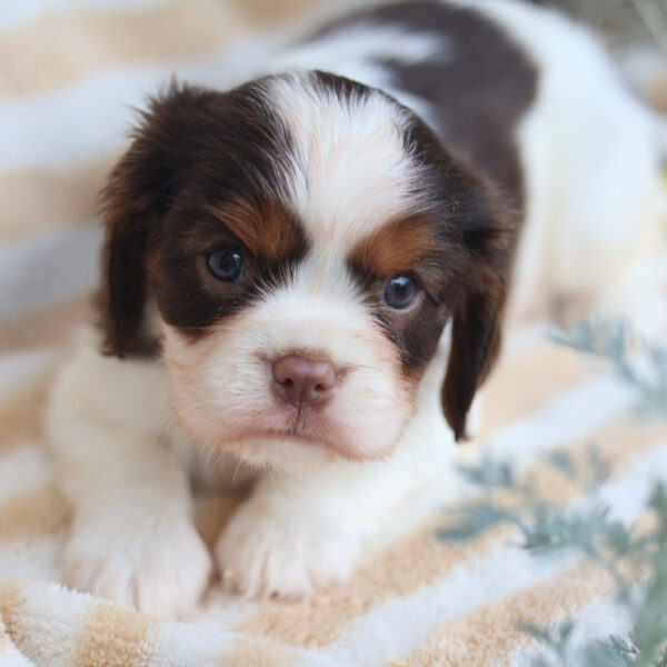 cavalier king charles puppies for sale