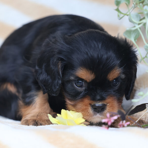 cavalier king charles puppies near me