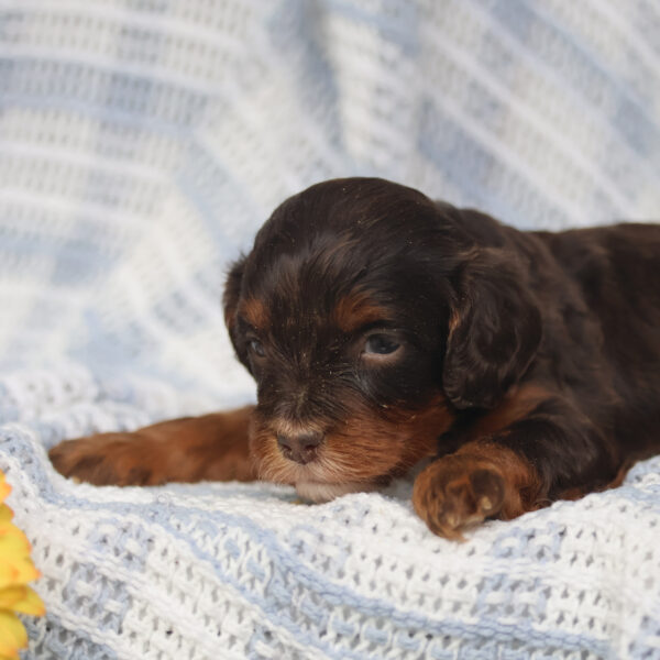 cavalier king charles spaniel poodle cavapoo