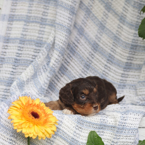 cavalier king charles spaniel poodle mix puppies