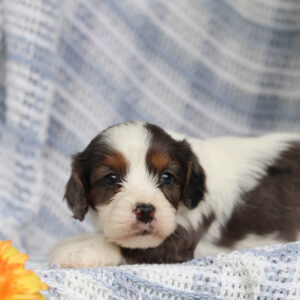 cavalier king charles spaniel poodle mix puppies