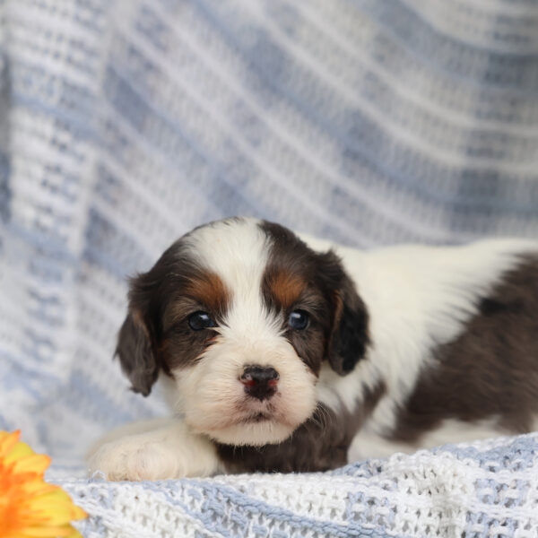 cavalier king charles spaniel poodle mix puppies