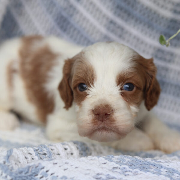cavalier king charles spaniel poodle mix puppies