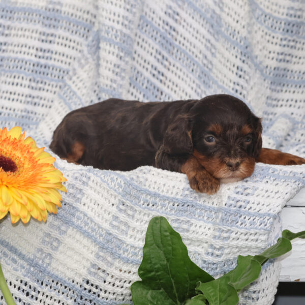 cavalier king charles spaniel poodle mix puppies