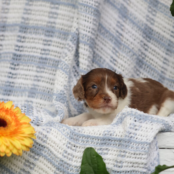 cavalier king charles spaniel poodle mix puppies