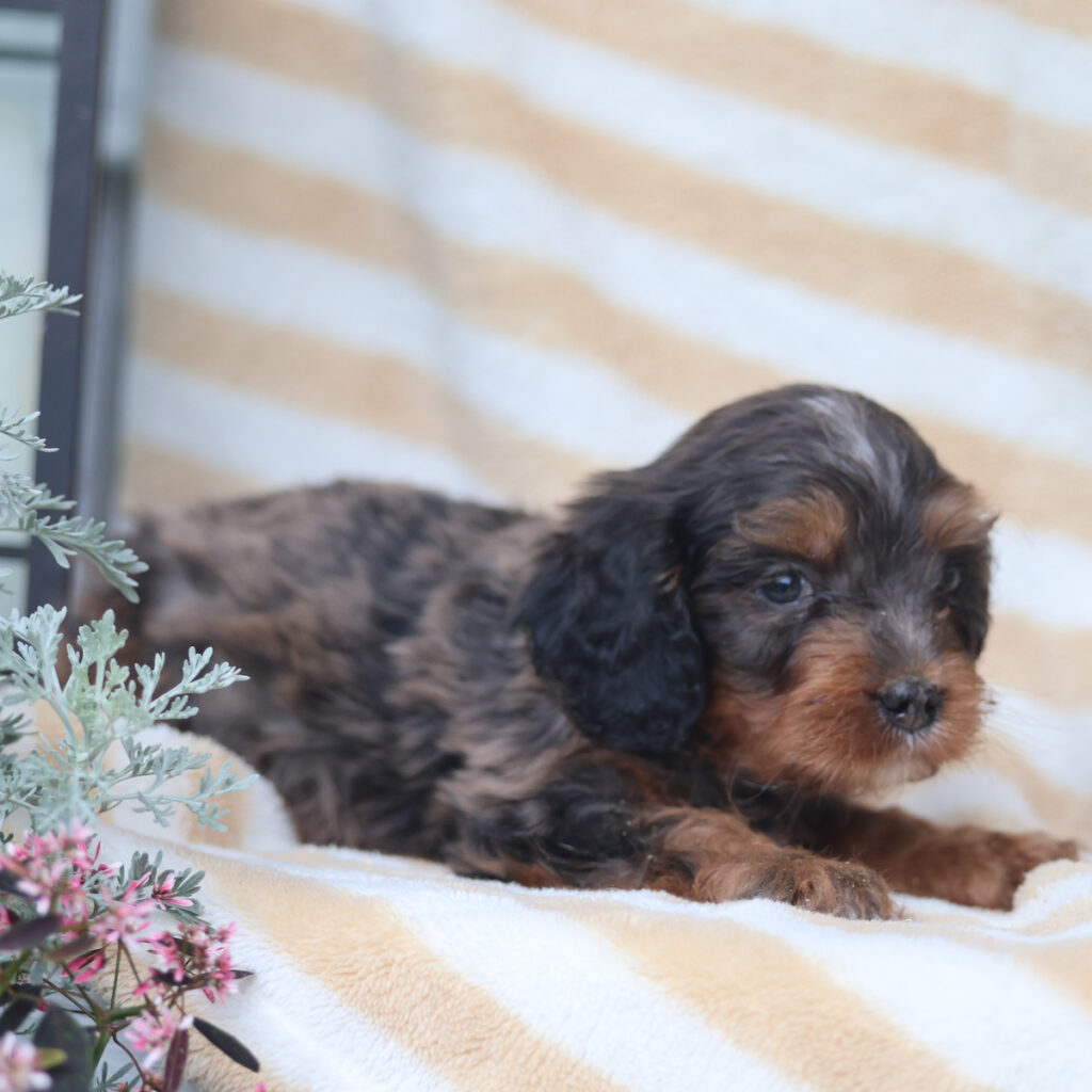 cavalier king charles spaniel poodle mix puppies