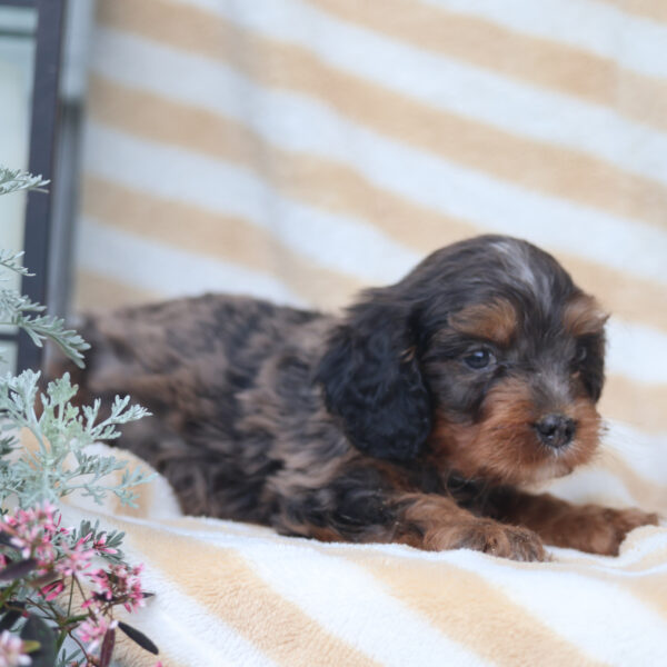cavalier king charles spaniel poodle mix puppies