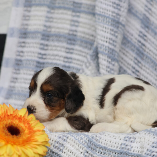 cavalier king charles spaniel poodle mix puppies