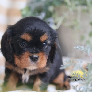 cavalier king charles spaniel puppies