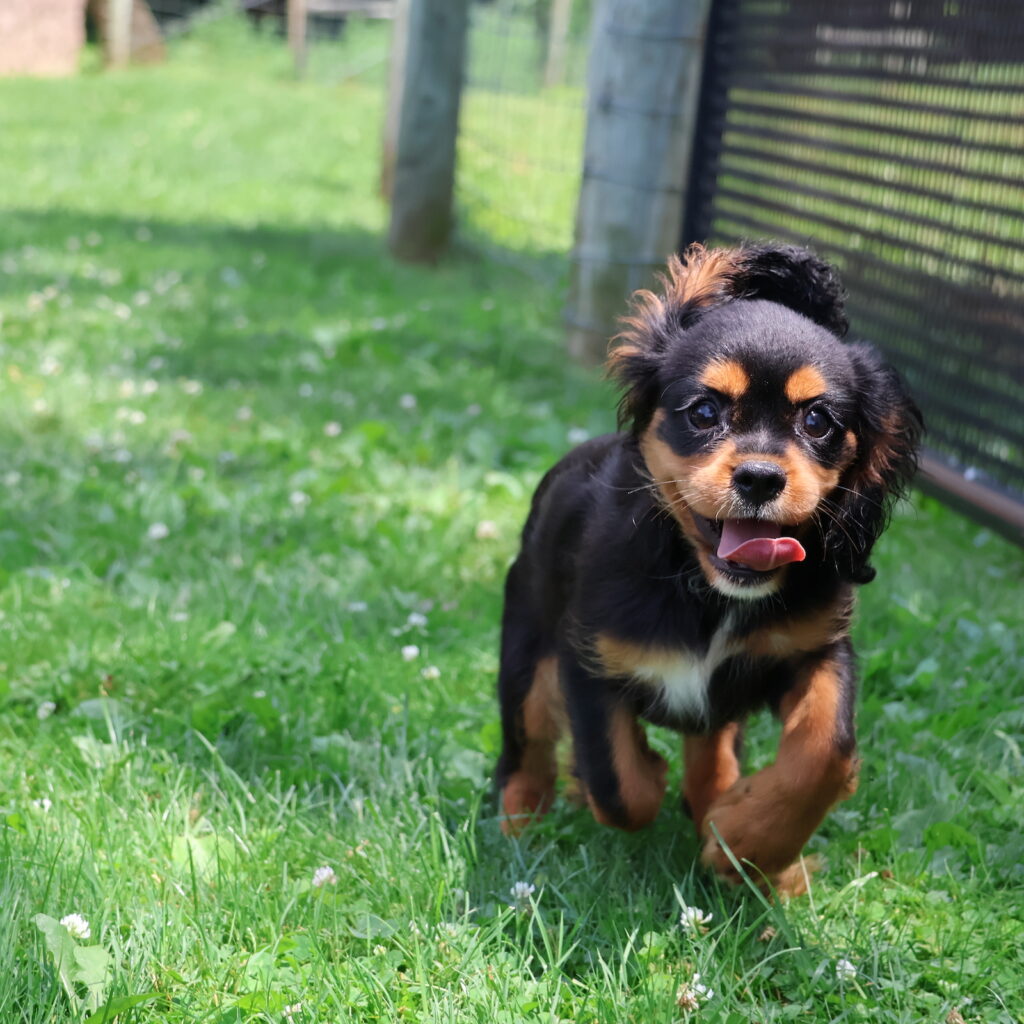 cavalier king charles spaniel puppies