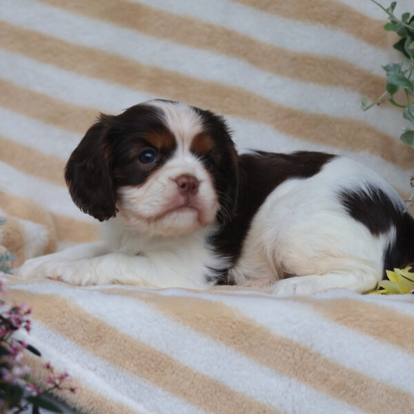 cavalier king charles spaniel puppies