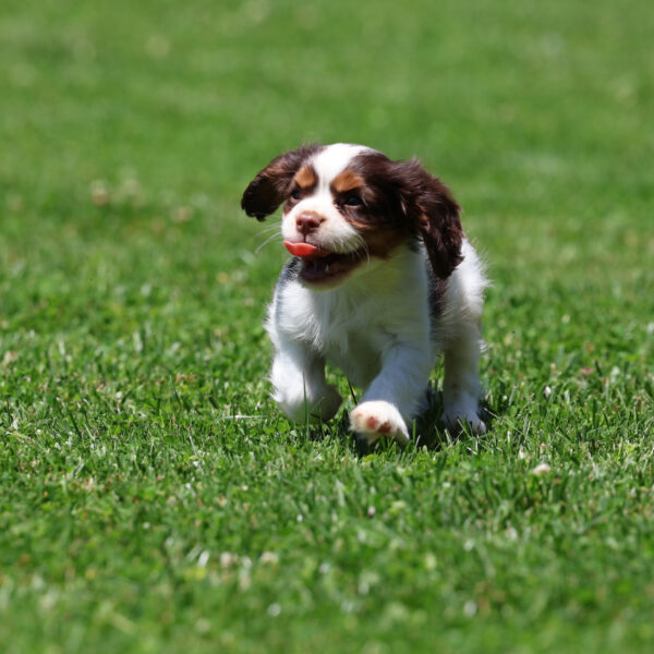 cavalier king charles spaniel puppies cost