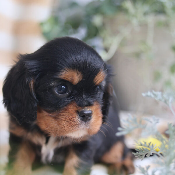 cavalier king charles spaniel puppies for sale
