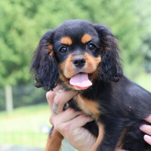 cavalier king charles spaniel puppies for sale