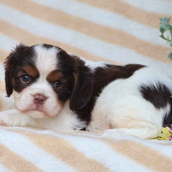 cavalier king charles spaniel puppies for sale