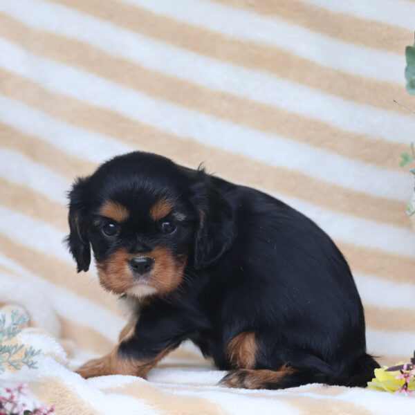 cavalier king charles spaniel puppies for sale near me