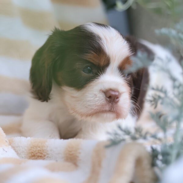 cavalier king charles spaniel puppies for sale near me