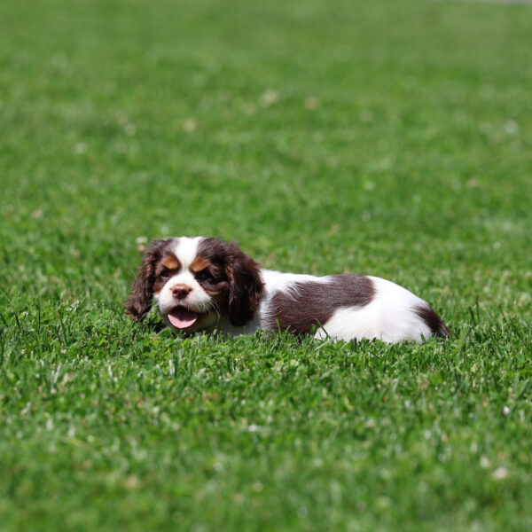 cavalier king charles spaniel puppy