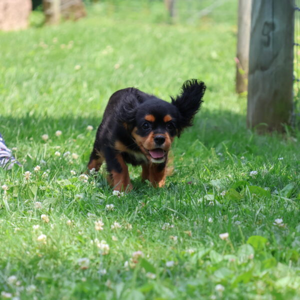 cavalier king charles spaniel puppy