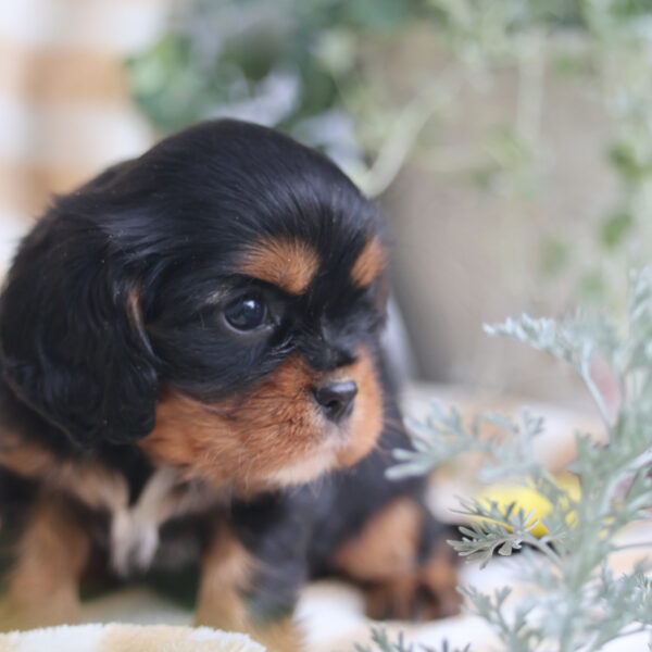 cavalier king charles spaniel puppy